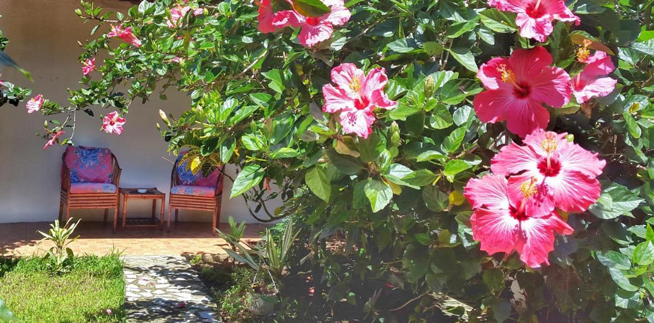 アラフエラ Vida Tropical Bed & Breakfast エクステリア 写真